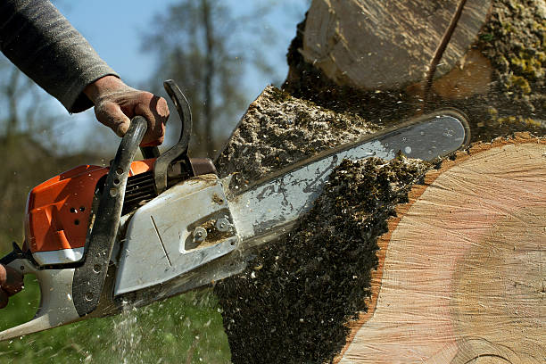 Best Stump Grinding and Removal  in Maryvle, IL